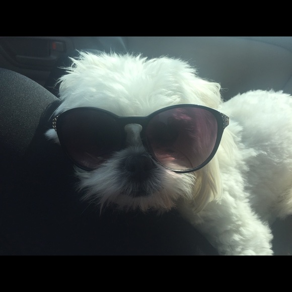 Meet your Posher, Talie - Picture 1 of 1